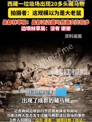 西藏一垃圾场出现20多头藏马熊觅食