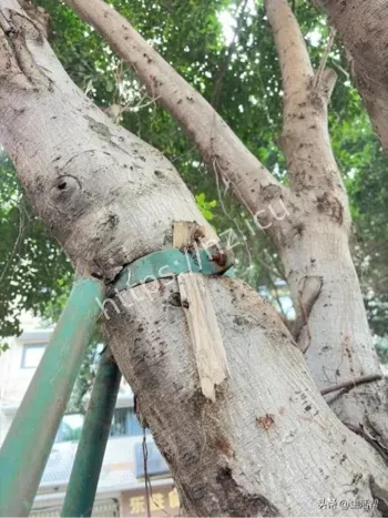 成都网友为大树求助